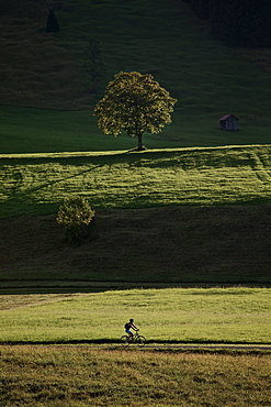 Young woman riding her bike near a meadow on a sunny day, Tannheimer Tal, Tyrol, Austria