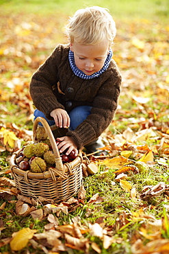 Boy, age 5, collecting chestnuts, Uffing, Staffelsee, Upper Bavaria, Bavaria, Germany