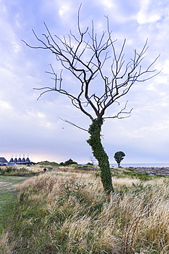 Smokehouse for fish and dead tree against a dramatic sky, Baltic sea, Bornholm, Svaneke, Denmark, Europe