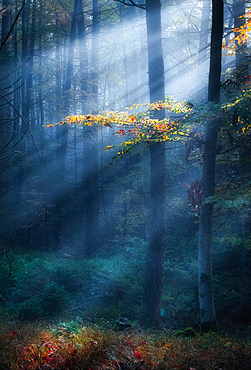 Autumn colors in the morning mist with Jakobsleiter, Ostersee, Iffeldorf, Germany