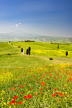 Landscape around Pienza, Val d'Orcia, Orcia Valley, UNESCO World Heritage Site, Province of Siena, Tuscany, Italy, Europe