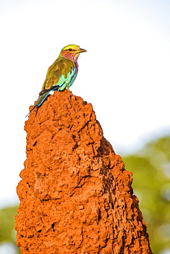 Lilac-breasted Roller (Coracias caudata) perched on termite mound in Tarangire National Park, Tanzania