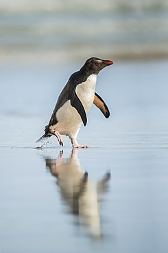 Gentoo penguin (Pygoscelis papua) walking on a wet surface with it's reflection in the water, Saunders Island, Falkland Islands