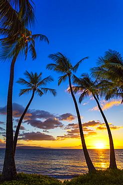 The sun setting through silhouetted palm trees, Wailea, Maui, Hawaii, United States of America