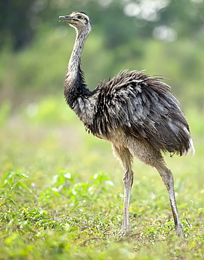 Rhea, Pouso Allegre Lodge, Pantanal, Brazil