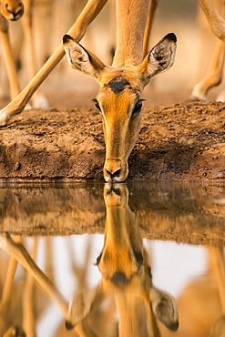 Impala (Aepyceros melampus) drinking water with it's reflection showing in the surface of the pond, Mashatu Game Reserve, Botswana