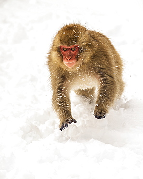 Japanese macaque, also known as Snow Monkey, (Macaca fuscata) playing in the snow, Jigokudani, Yamanouchi, Nagano, Japan