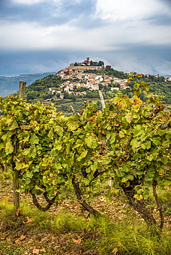 Vineyards surrounding the hilltop medieval town of Motovun, Motovun, Istria, Croatia