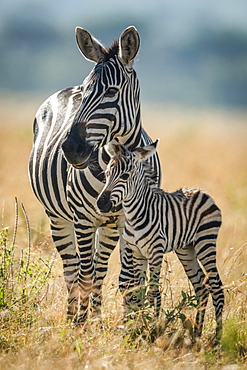 Plains zebra (Equus quagga) stands eyeing camera with foal, Serengeti National Park, Tanzania