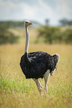 Common ostrich (Struthio camelus) stands in grass opening mouth, Serengeti National Park, Tanzania