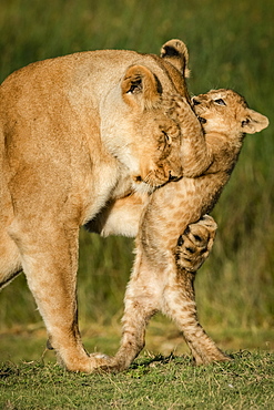 Close-up of lioness (Panthera leo) grabbing cub on hind legs, Serengeti National Park, Tanzania