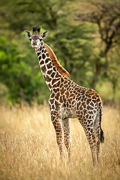 Young Masai giraffe (Giraffa camelopardalis tippelskirchii) stands in long grass by trees, Serengeti National Park, Tanzania