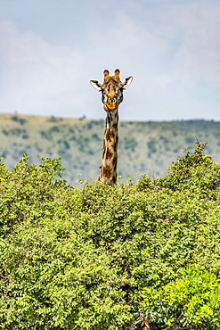 Masai giraffe (Giraffa camelopardalis tippelskirchii) peeks over bushes in savannah, Serengeti National Park, Tanzania