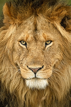 Close-up of male lion (Panthera leo) head staring out, Serengeti National Park, Tanzania