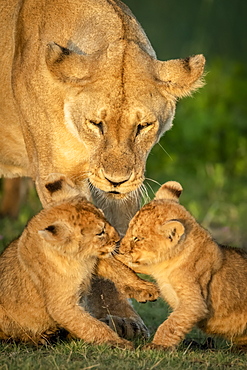 Close-up of lion cubs (Panthera leo) playing near mother, Serengeti National Park, Tanzania