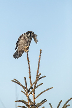 Northern Hawk Owl (Surnia ulula), known for sitting on the highest perch possible while looking for prey such as voles moving below. This one sits on the top of a tree against a blue sky with a rodent in it's mouth, Alaska, United States of America