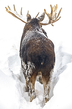 Mature bull moose (Alces alces) with antlers shed of velvet standing in snow, Alaska Wildlife Conservation Center, South-central Alaska, Portage, Alaska, United States of America