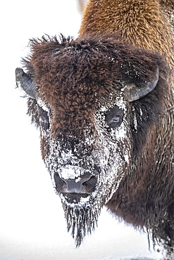 A large Wood bison bull (Bison bison athabascae) in snow, captive in Alaska Wildlife Conservation Center, Portage, Alaska, United States of America