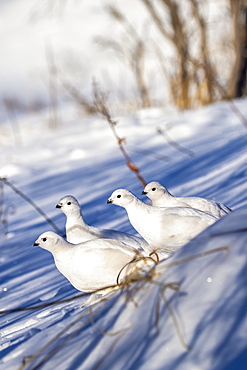 Willow Ptarmigans (Lagopus lagopus) standing in snow with white winter plumage in Arctic Valley, South-central Alaska, Alaska, United States of America