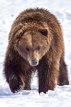 Large male Brown bear (Ursus arctos) walks towards camera in snow, captive at Alaska Wildlife Conservation Center, South-central Alaska, Alaska, United States of America