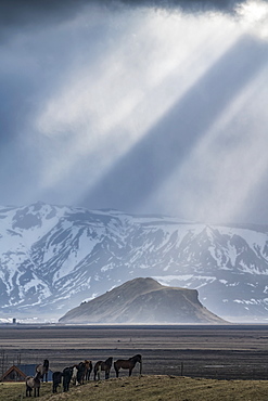 Group of horses standing on a knoll with beautiful light beams shining behind them creating an epic Iceland scene, Iceland