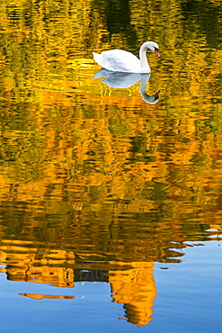 A white swan (Cygnus) in a river with a colourful golden reflection of a treed hillside with a castle ruin and blue sky, Bernkastel, Germany