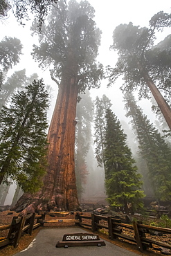 General Sherman, world's largest tree, Sequoia National Park, Visalia, California, United States of America