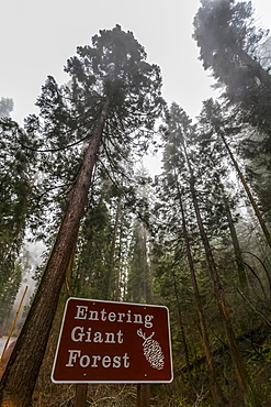 Entrance to Giant Forest of Sequoia National Park, Visalia, California, United States of America