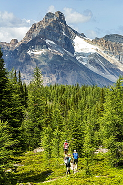 Three female hikers on pathway in a mountain meadow with mountain, blue sky and clouds in the background, British Columbia, Canada