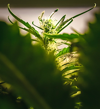 Close-up of a maturing cannabis plant and flower with visible trichomes, Marina, California, United States of America