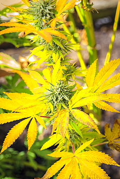 Close-up of a maturing cannabis plant and flower with visible trichomes, Marina, California, United States of America