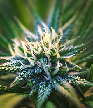 Close-up of a maturing cannabis plant and flower with visible trichomes, Marina, California, United States of America