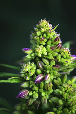 Close-up of a maturing male cannabis plant, flower and seeds, Marina, California, United States of America