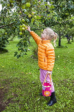 A young girl wearing an orange jacket holds a bag while reaching up to pick an apple from a tree branch, South-central Alaska, Anchorage, Alaska, United States of America