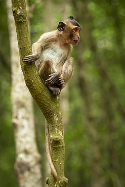 Long-tailed macaque (Macaca fascicularis) sits looking out from tree, Can Gio, Ho Chi Minh, Vietnam