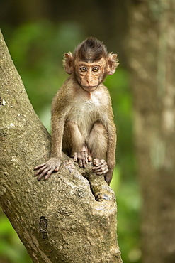 Baby long-tailed macaque (Macaca fascicularis) in a tree facing the camera, Can Gio, Ho Chi Minh, Vietnam