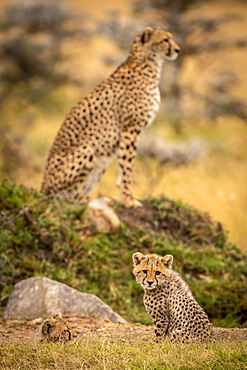 Cheetah (Acinonyx jubatus) cubs sitting with mother in background, Maasai Mara National Reserve, Kenya