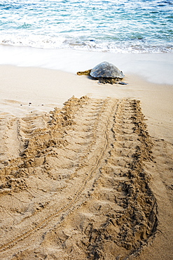 Endangered Hawaiian Green Sea Turtle (Chelonia mydas) making it's way back to the ocean, Maui, Hawaii, United States of America