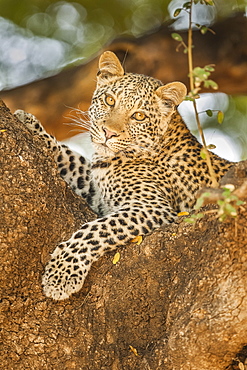 Leopard (Panthera pardus) in a tree, Mashatu Game Reserve, Botswana