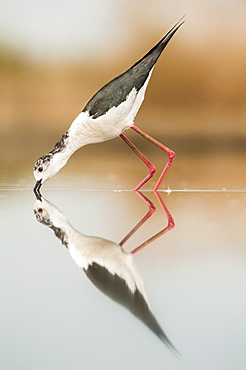 Black-necked stilt (Himantopus mexicanus) with reflection in water, Bences Hide, Pusztaszer, Hungary