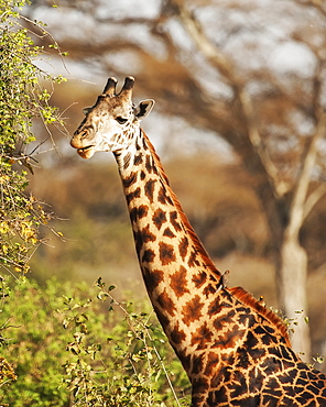 Giraffe eating from a tree, Ngorongoro Crater, Tanzania