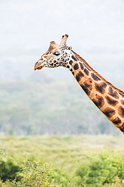 Giraffe (Giraffa), Ngorongoro Crater, Tanzania