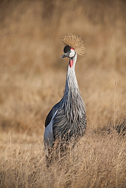 Grey Crowned Crane (Balearica regulorum), Ngorongoro Crater, Tanzania