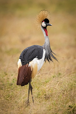 Grey crowned crane (Balearica regulorum) standing in long grass, Maasai Mara National Reserve, Kenya