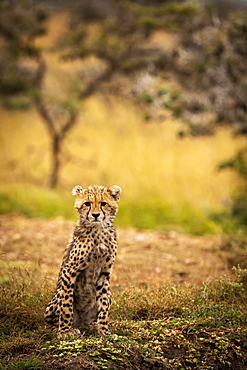 Cheetah cub (Acinonyx jubatus) sitting on bank facing camera, Maasai Mara National Reserve, Kenya