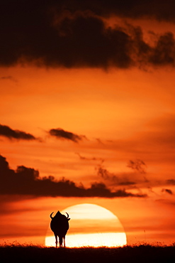 A blue wildebeest (Connochaetes taurinus) is silhouetted against the setting sun on the horizon. It has curved horns and is walking towards the sunset. Shot with a Nikon D850 in the Maasai Mara National Reserve in Kenya in July 2018, Kenya