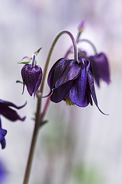 Columbine (Aquilegia) blooms in an Oregon garden, Astoria, Oregon, United States of America