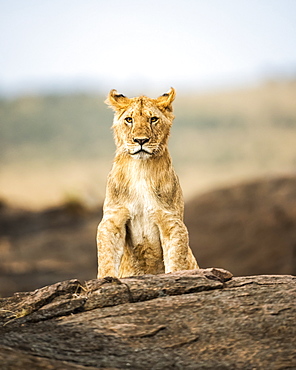 Portrait of a lion cub (Panthera leo) sitting on a rock and looking at a camera, Kenya