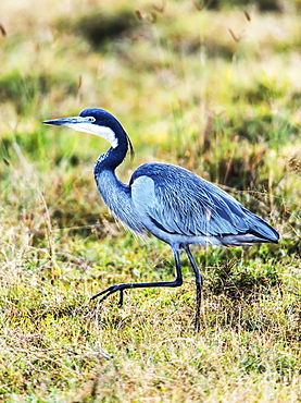 Little blue heron (Egretta caerulea), Africa