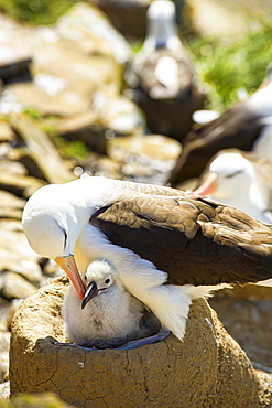 Black-Browed albatross (Thalassarche melanophris), the rookery, Falkland Islands